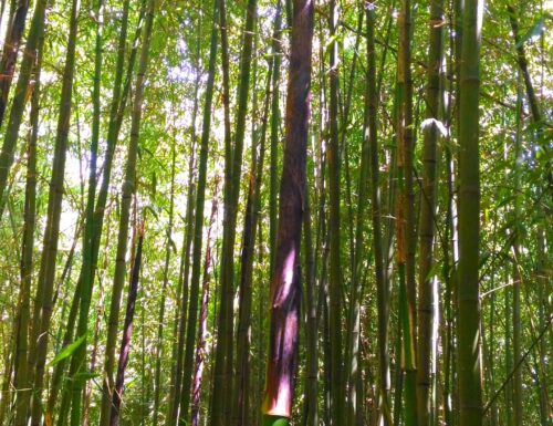 Immagini del bambuseto: dai germogli alle canne di bambù.