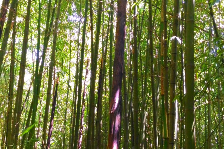 Immagini del bambuseto: dai germogli alle canne di bambù.